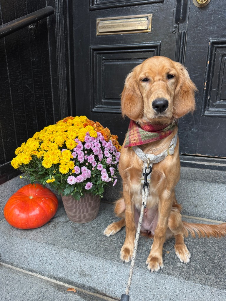 Kiwi at the front door